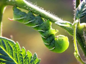 Lire la suite à propos de l’article Vers des cornes de la tomate – Contrôle biologique des vers des cornes