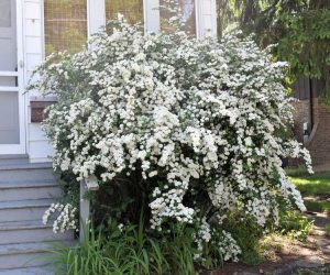 Lire la suite à propos de l’article Variétés de plantes de spirée : découvrez les différents types d'arbustes de spirée