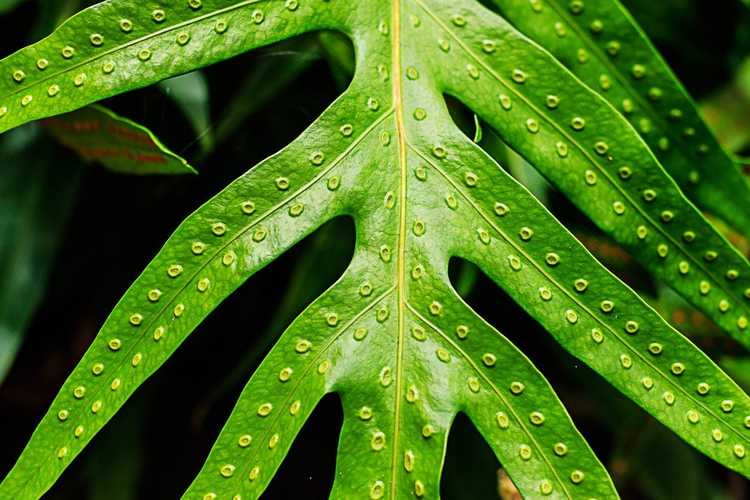 You are currently viewing Récolte des spores de fougère staghorn : conseils pour la collecte des spores sur la fougère staghorn