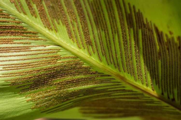 You are currently viewing Collecte de spores de fougères nid d'oiseau : découvrez la propagation des spores de fougères nid d'oiseau