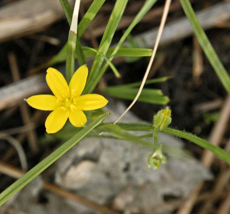 You are currently viewing Qu'est-ce que Stargrass : Informations et soins sur Hypoxis Stargrass