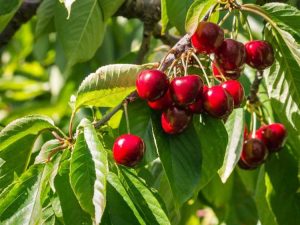 Lire la suite à propos de l’article Informations sur Stella Cherry : Qu'est-ce qu'une cerise douce Stella