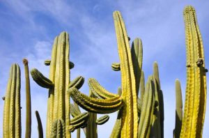 Lire la suite à propos de l’article Qu'est-ce qu'un cactus Stenocereus – En savoir plus sur les plantes Stenocereus