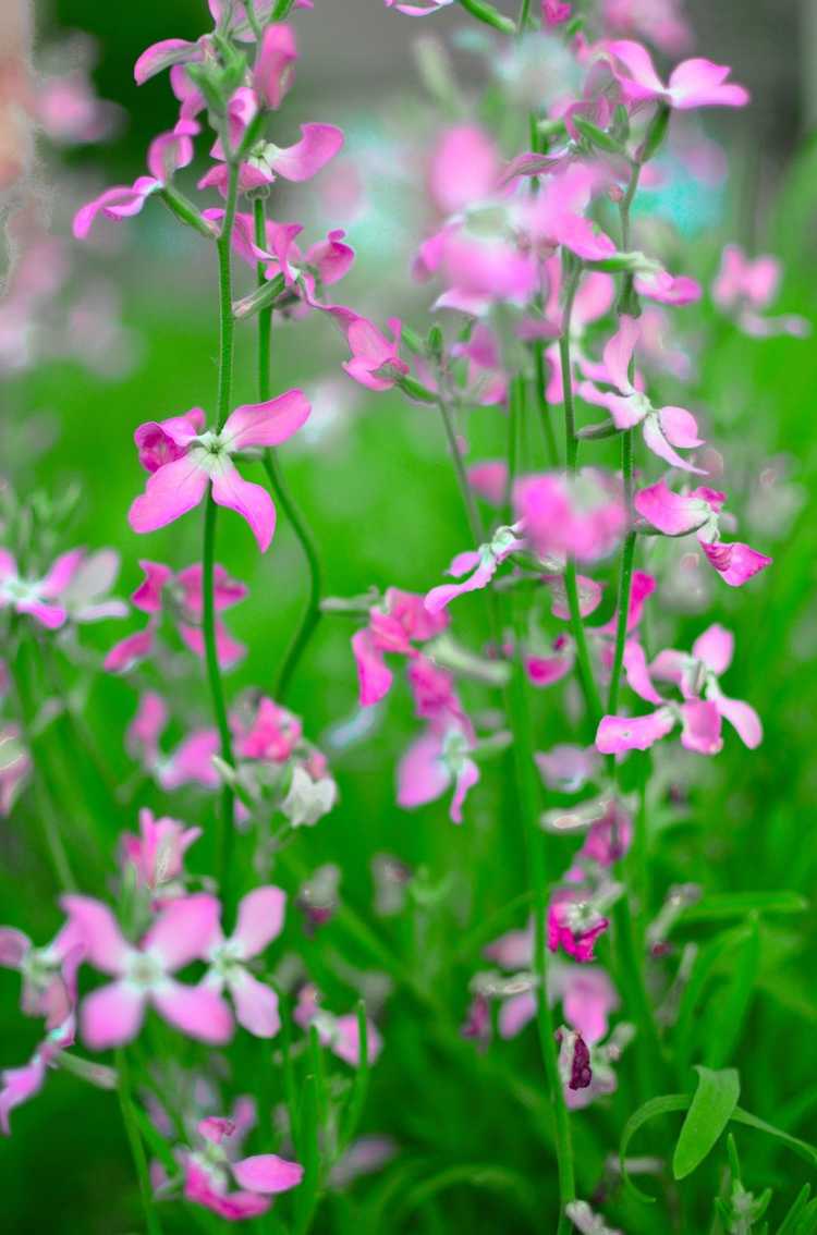 You are currently viewing Entretien du stock parfumé de nuit : comment faire pousser des plantes de stock du soir