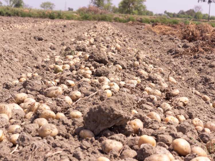 You are currently viewing Stockage des pommes de terre dans le sol : utilisation de noyaux de pommes de terre pour le stockage hivernal