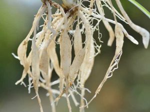 Lire la suite à propos de l’article Plante araignée aux racines gonflées : découvrez les stolons des plantes araignées