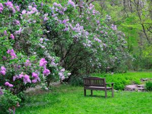 Lire la suite à propos de l’article Arbustes à l’ancienne – Buissons mémorables pour les jardins d’antan