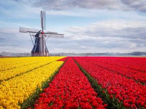 Lire la suite à propos de l’article Style de jardin hollandais – Comment faire pousser un jardin hollandais