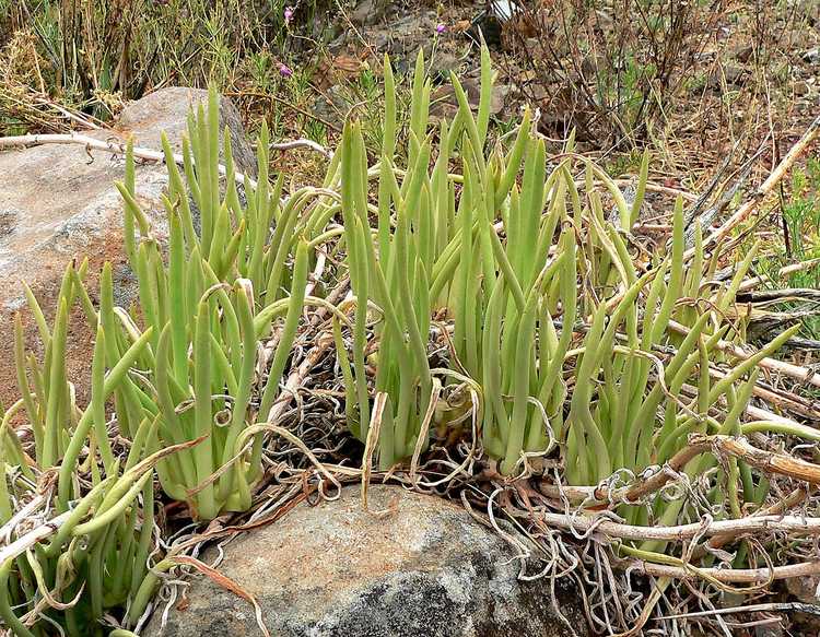 You are currently viewing Guide d'entretien des doigts de dame : Qu'est-ce qu'une plante succulente du bout des doigts