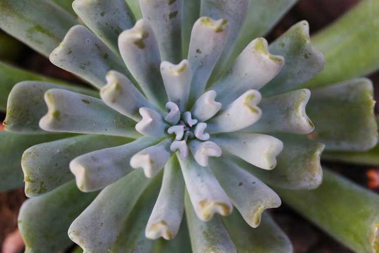 You are currently viewing Informations sur la menthe irlandaise Echeveria : Comment faire pousser une succulente à la menthe irlandaise