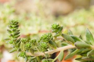 Lire la suite à propos de l’article Ma succulente est trop grande : comment tailler une plante succulente aux longues jambes