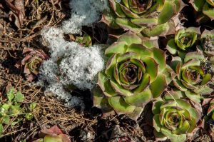 Lire la suite à propos de l’article Plantes succulentes résistantes au froid : conseils pour cultiver des plantes succulentes à l'extérieur en hiver