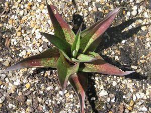 Lire la suite à propos de l’article Informations sur les plantes Manfreda – En savoir plus sur les plantes succulentes Manfreda