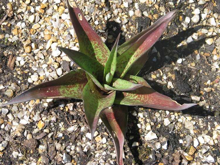 You are currently viewing Informations sur les plantes Manfreda – En savoir plus sur les plantes succulentes Manfreda