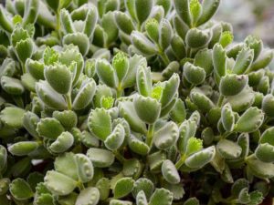 Lire la suite à propos de l’article Informations sur la patte d'ours succulente – Qu'est-ce qu'une succulente patte d'ours