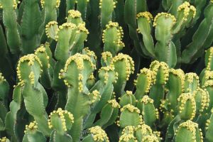 Lire la suite à propos de l’article Plantes succulentes de monticule marocain: Comment faire pousser une plante d'Euphorbia Resinifera