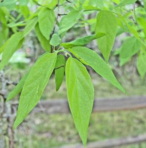 Lire la suite à propos de l’article Qu'est-ce qu'un arbre à sucre : en savoir plus sur les micocouliers à sucre