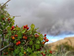 Lire la suite à propos de l’article Soins et conseils de culture du sumac parfumé