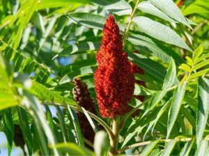 Lire la suite à propos de l’article Comment récolter et utiliser le sumac vinaigrier