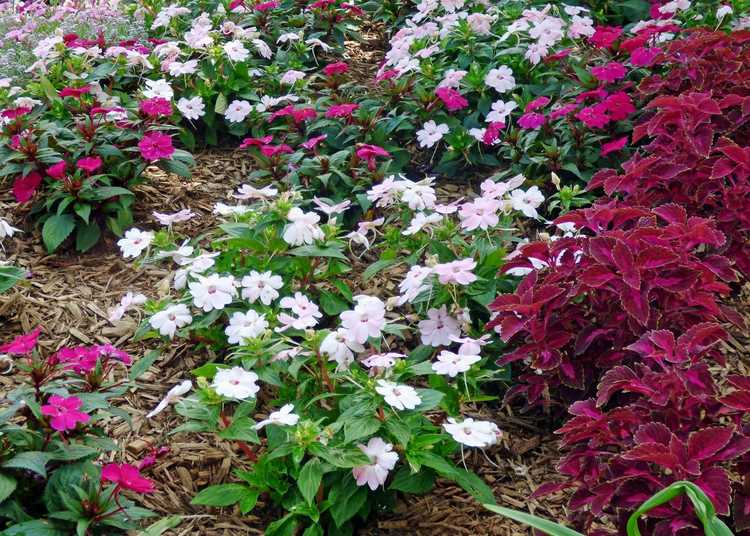 You are currently viewing Que sont les Sunpatiens : Comment planter des Sunpatiens dans des plates-bandes