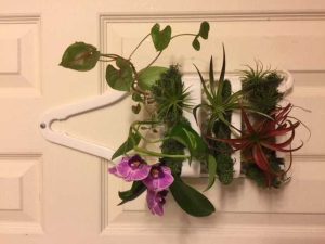 Lire la suite à propos de l’article Qu'est-ce qu'un jardin de support de douche – Apprenez-en davantage sur la conservation des plantes dans un support de douche