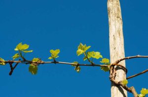 Lire la suite à propos de l’article Soutenir une vigne – Comment fabriquer un support de vigne