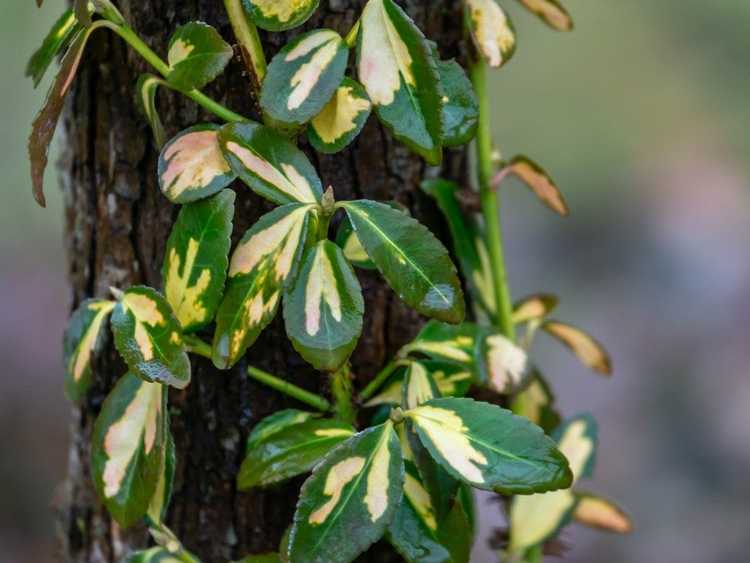 Lire la suite à propos de l’article Meilleures façons de supprimer la vigne Wintercreeper des arbres