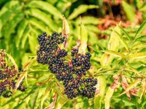 Lire la suite à propos de l’article Les baies de sureau ne portent pas de fruits – Comment obtenir des fruits de sureau