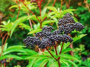 Lire la suite à propos de l’article Arbustes à baies comestibles et arbres à fruits noirs