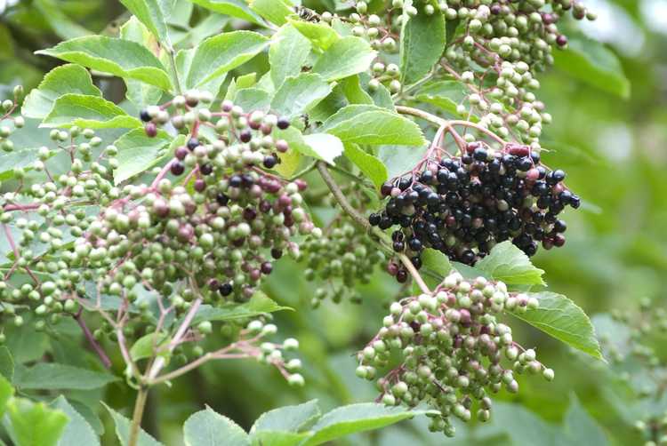 You are currently viewing Informations sur les engrais pour sureau : Quand et comment fertiliser les plants de sureau