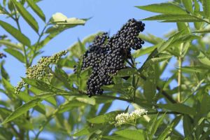 Lire la suite à propos de l’article Variétés de sureau: différents types de plantes de sureau