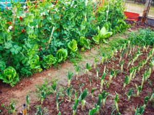Lire la suite à propos de l’article Comment éviter la surplantation : rendements de légumes courants par plante