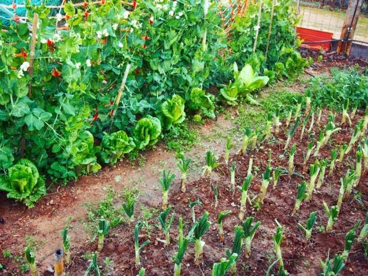 Lire la suite à propos de l’article Comment éviter la surplantation : rendements de légumes courants par plante