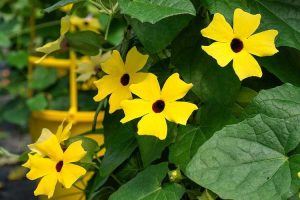 Lire la suite à propos de l’article Thunbergia cultivée en conteneur: cultiver une vigne Susan aux yeux noirs dans un pot