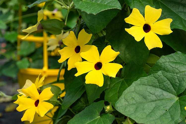 You are currently viewing Thunbergia cultivée en conteneur: cultiver une vigne Susan aux yeux noirs dans un pot