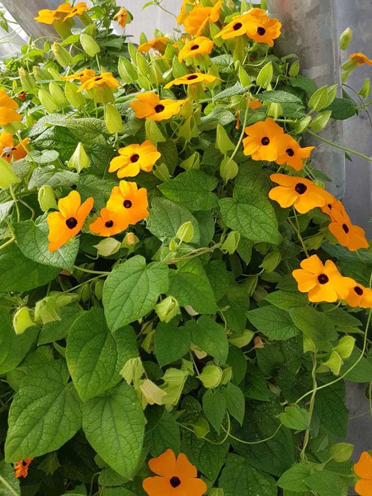 You are currently viewing Black Eyed Susan Vine Care – Conseils pour cultiver une vigne Susan aux yeux noirs