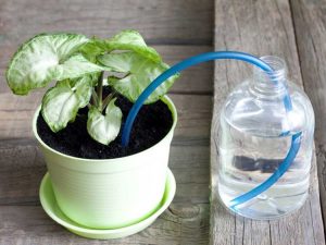 Lire la suite à propos de l’article Irrigation des plantes à l'intérieur : mettre en place un système d'arrosage des plantes d'intérieur