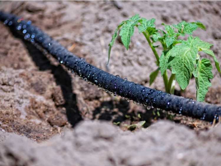 You are currently viewing 4 types d’irrigation – Différences de conception du système d’irrigation