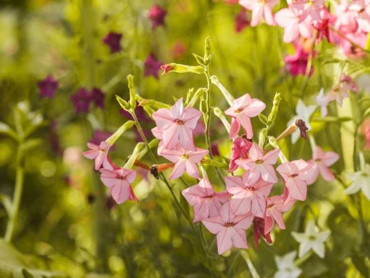 You are currently viewing Tabac à fleurs Nicotiana – Comment faire pousser des fleurs de Nicotiana