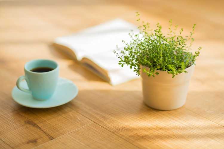 You are currently viewing Café dilué pour les plantes : pouvez-vous arroser les plantes avec du café