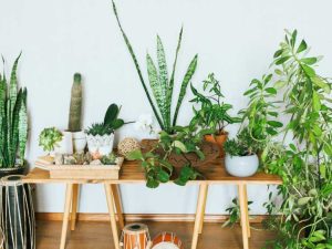 Lire la suite à propos de l’article Pendant votre absence – Soins de vacances pour les plantes d’intérieur