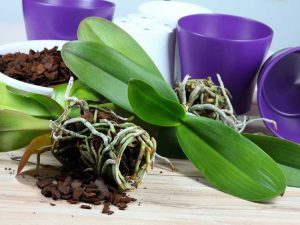 Lire la suite à propos de l’article Supports de plantation d'orchidées courants : terreau pour orchidées et supports de culture