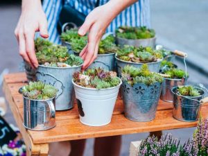 Lire la suite à propos de l’article Plantes succulentes trop grosses pour le pot – Comment rempoter des arrangements succulents