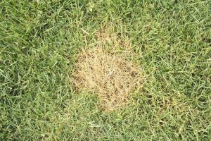 Lire la suite à propos de l’article Corrections de pelouse brune : comment réparer les taches brunes sur l'herbe