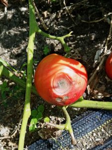 Lire la suite à propos de l’article Target Spot sur les fruits de la tomate – Conseils pour traiter la tache cible sur les tomates