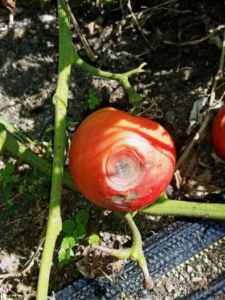 You are currently viewing Target Spot sur les fruits de la tomate – Conseils pour traiter la tache cible sur les tomates