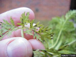 Lire la suite à propos de l’article Traitement de la tache foliaire de la carotte : découvrez la brûlure cercosporéenne des feuilles de carottes