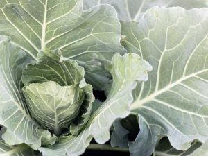 Lire la suite à propos de l’article Tache alternarienne dans les cultures de choux – Gestion de la tache foliaire sur les légumes de chou