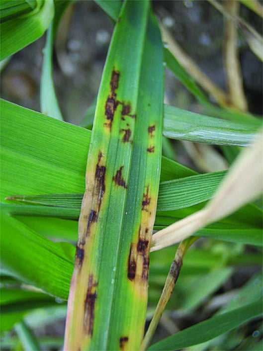 You are currently viewing Traitement des taches nettes sur l'orge : comment prévenir les taches nettes sur les plants d'orge