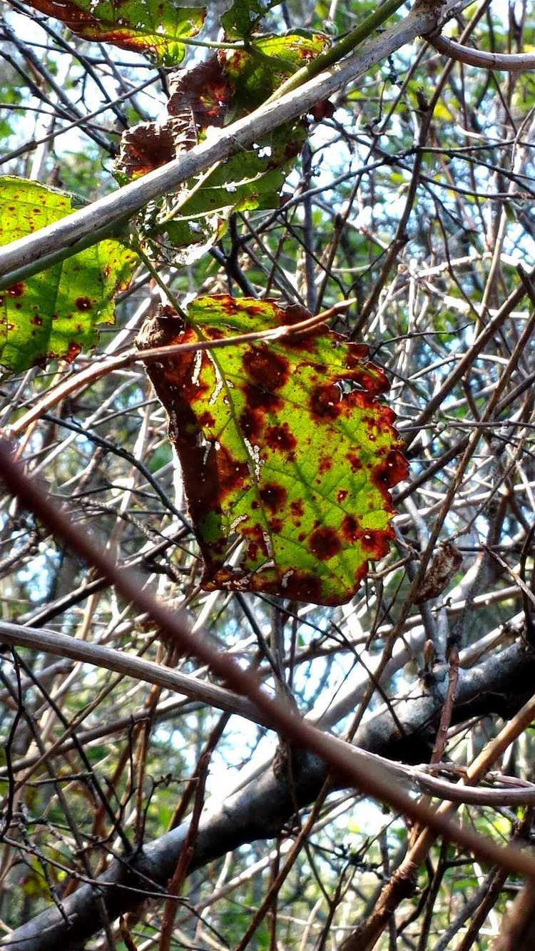 Lire la suite à propos de l’article Plantes malades de la septoriose – Signes de la maladie de la canne et des taches foliaires